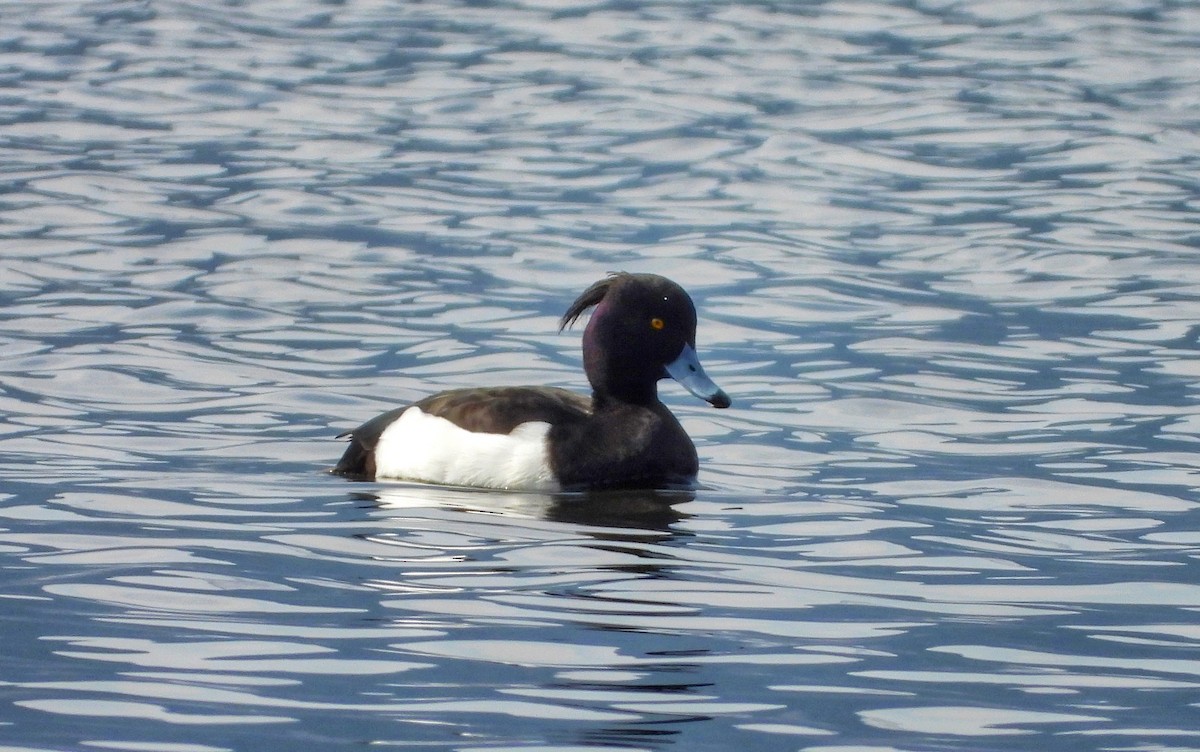 Tufted Duck - ML145151091