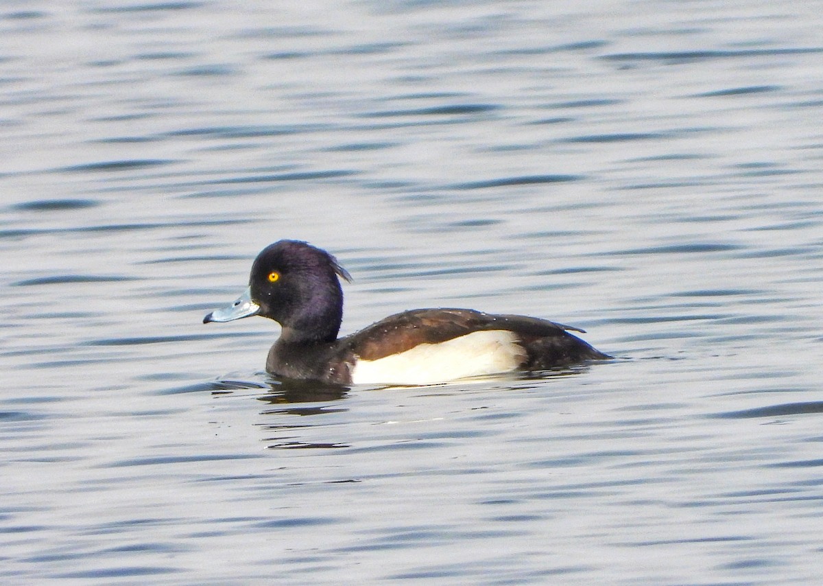 Tufted Duck - ML145151121