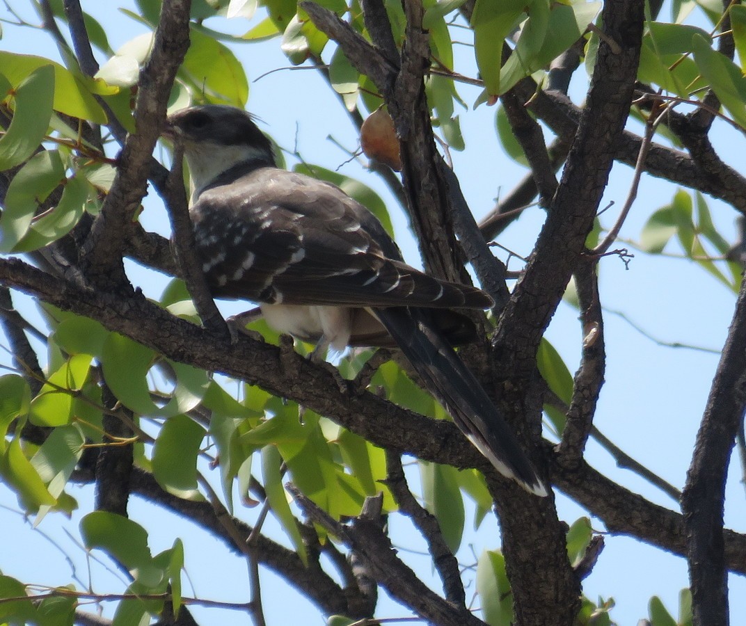Great Spotted Cuckoo - George and Teresa Baker
