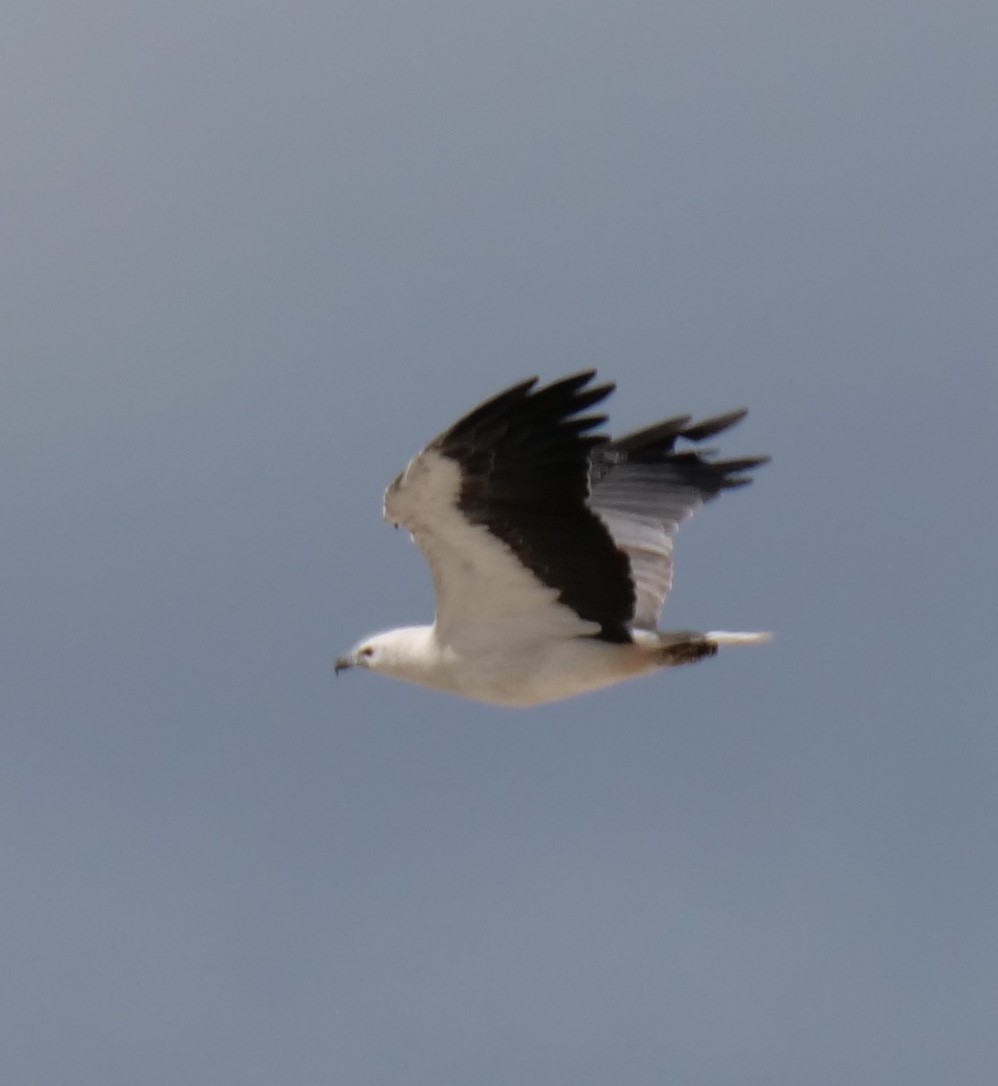 White-bellied Sea-Eagle - Peter Lowe