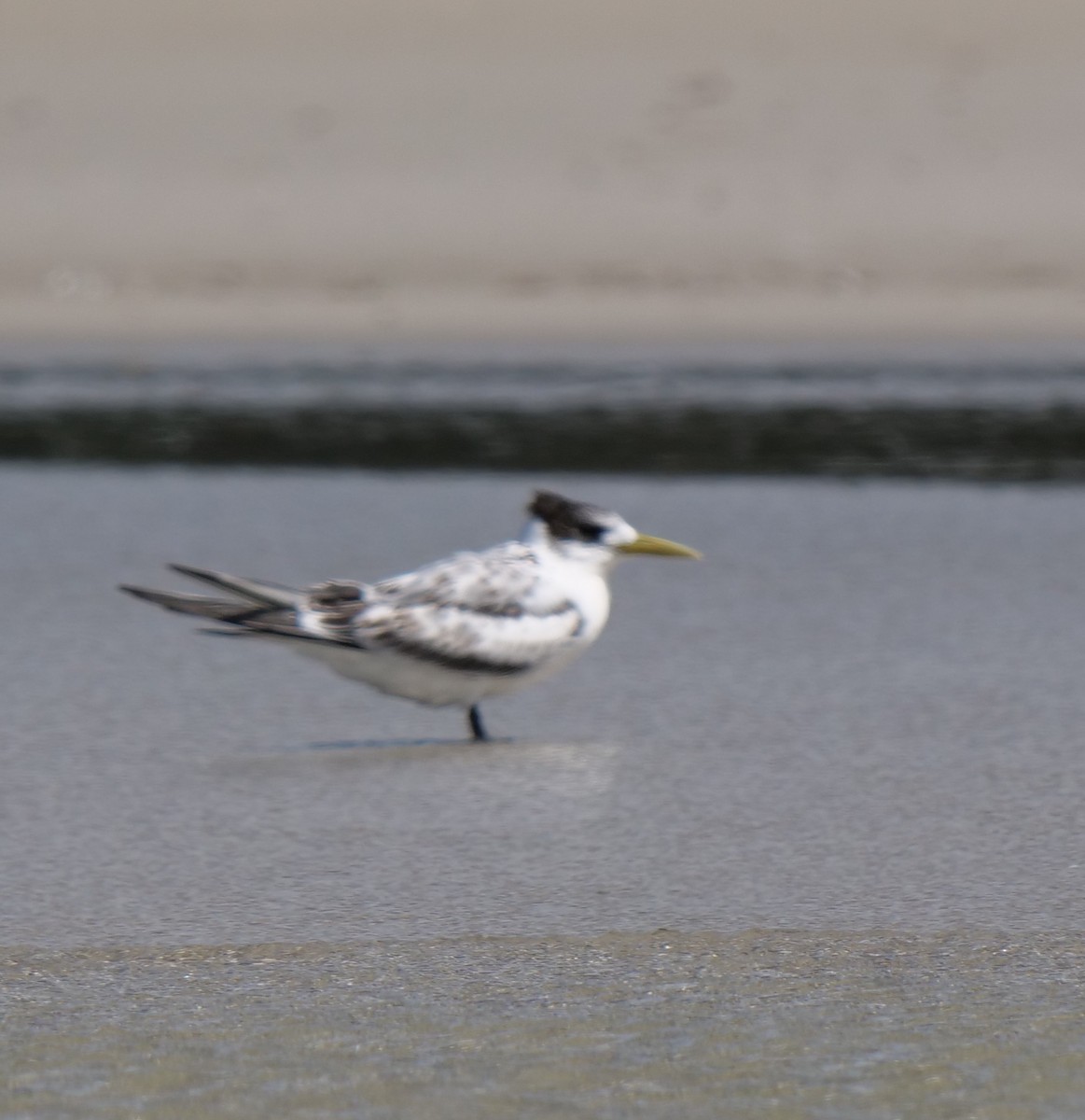 Great Crested Tern - Peter Lowe