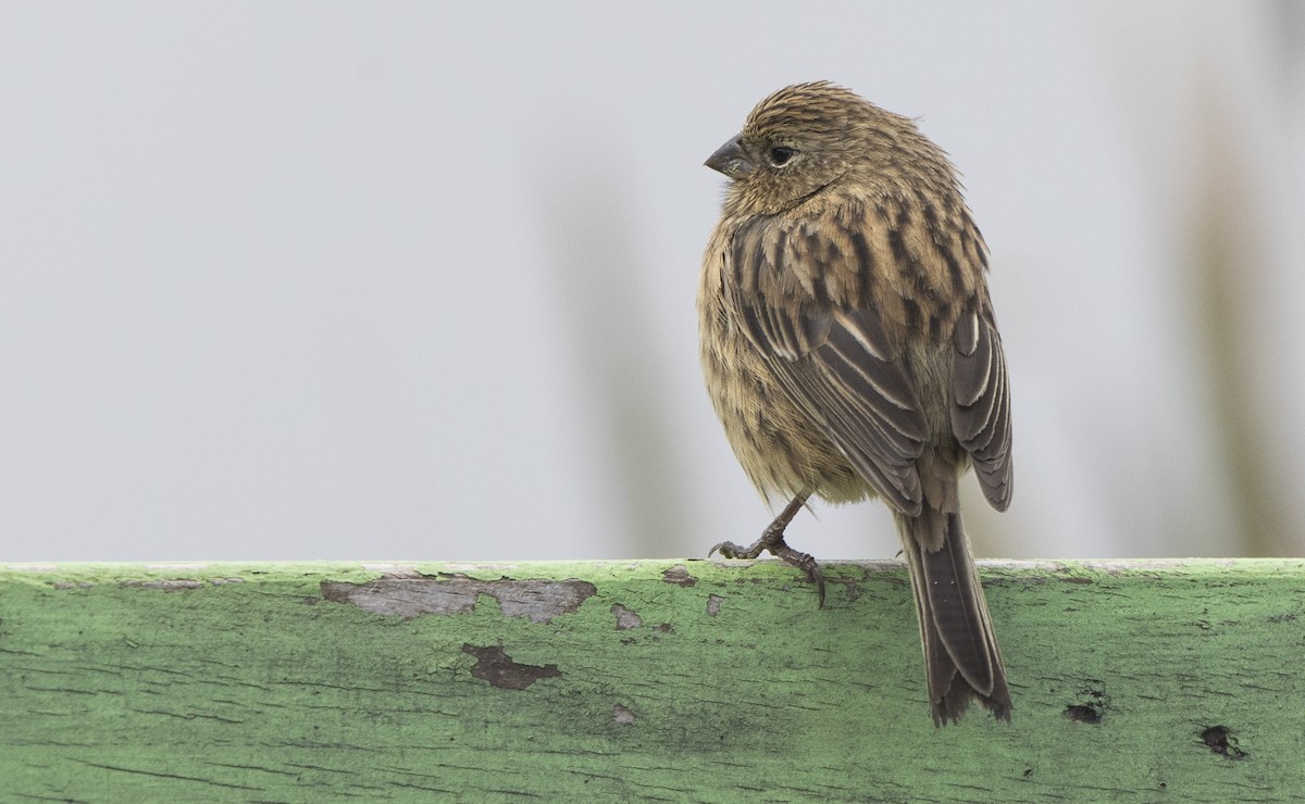 Plain-colored Seedeater - ML145152461