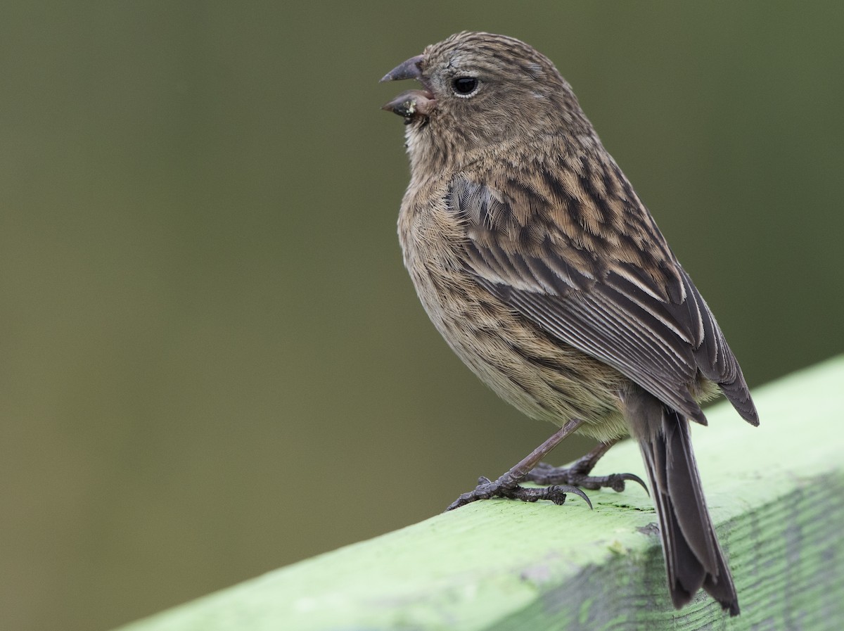Plain-colored Seedeater - ML145152471