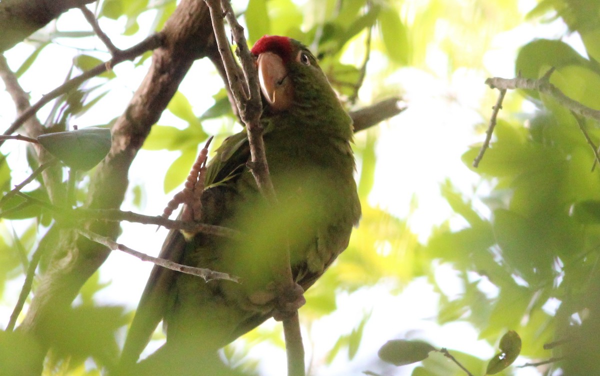 Scarlet-fronted/Cordilleran Parakeet - Gary Leavens