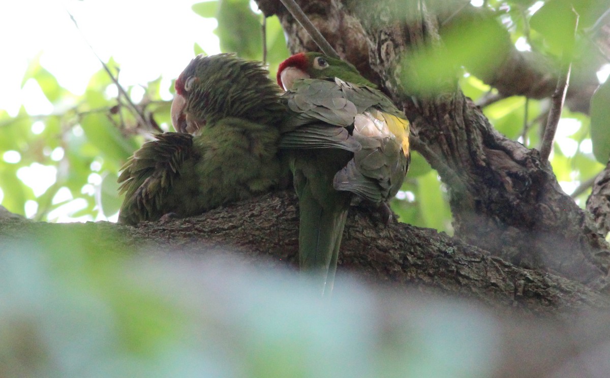 Scarlet-fronted/Cordilleran Parakeet - Gary Leavens