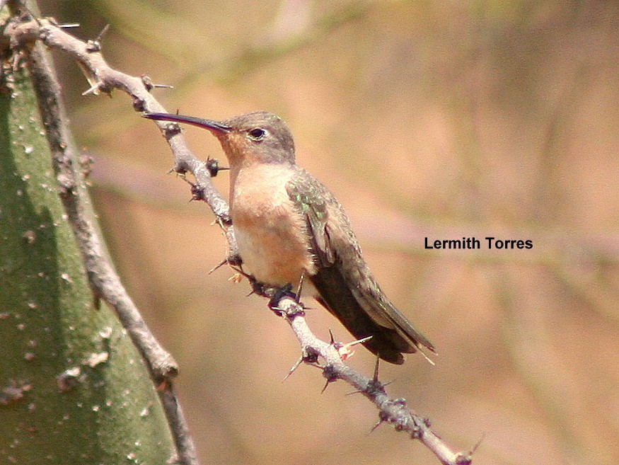 Buffy Hummingbird - Lermith Torres