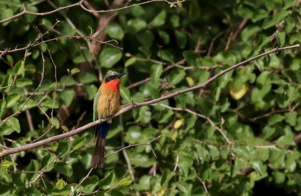 Red-throated Bee-eater - ML145155331