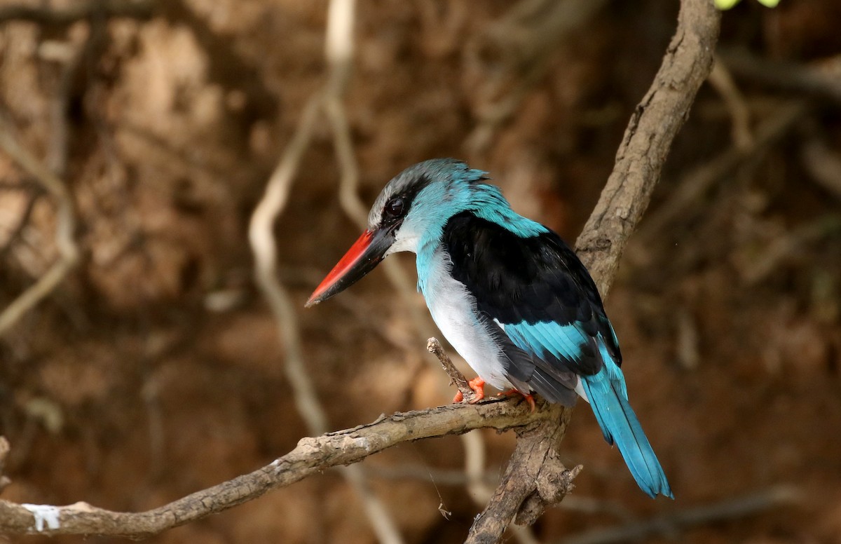 Blue-breasted Kingfisher - ML145155441