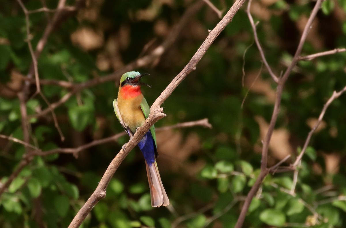 Red-throated Bee-eater - ML145155451