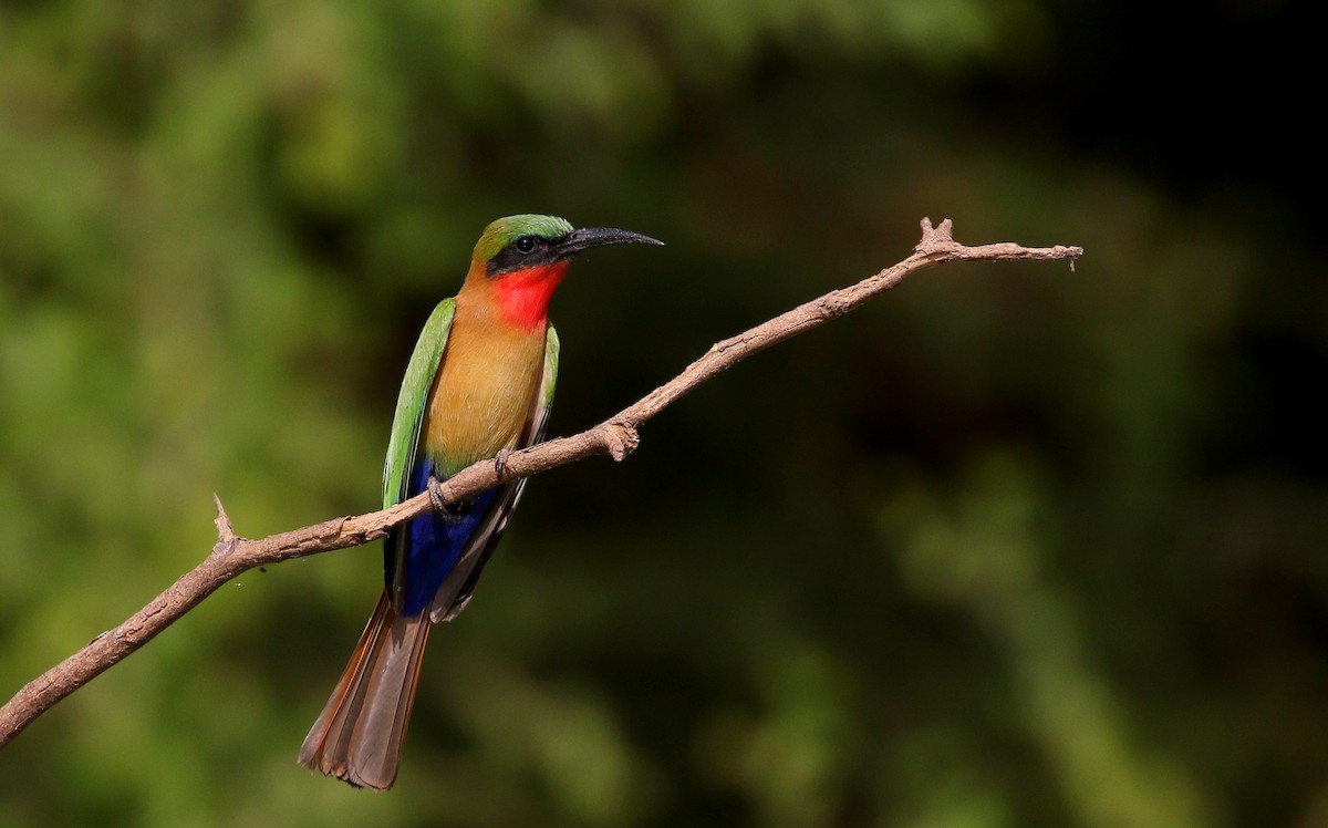 Red-throated Bee-eater - ML145155461