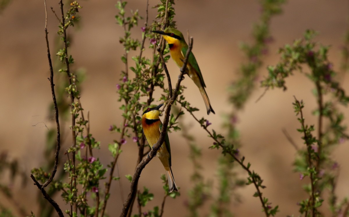 Little Bee-eater - Jay McGowan