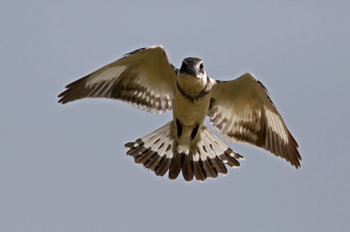 Pied Kingfisher - Jay McGowan