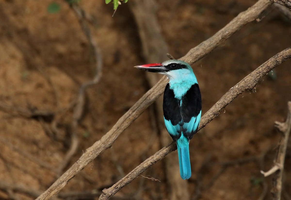 Blue-breasted Kingfisher - ML145156201