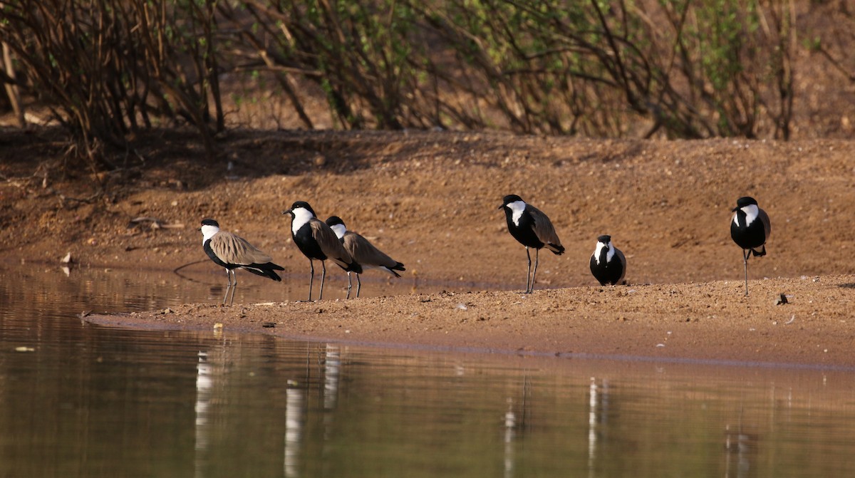 Spur-winged Lapwing - ML145157301