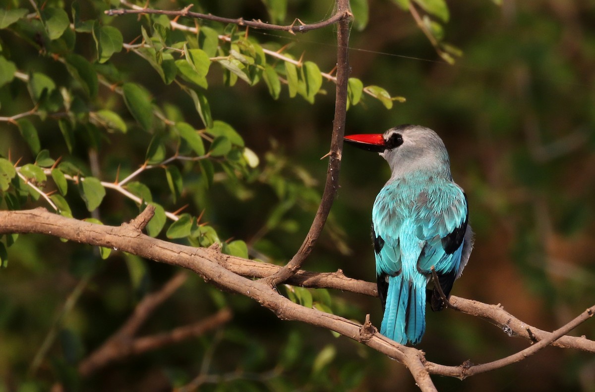 Woodland Kingfisher - Jay McGowan