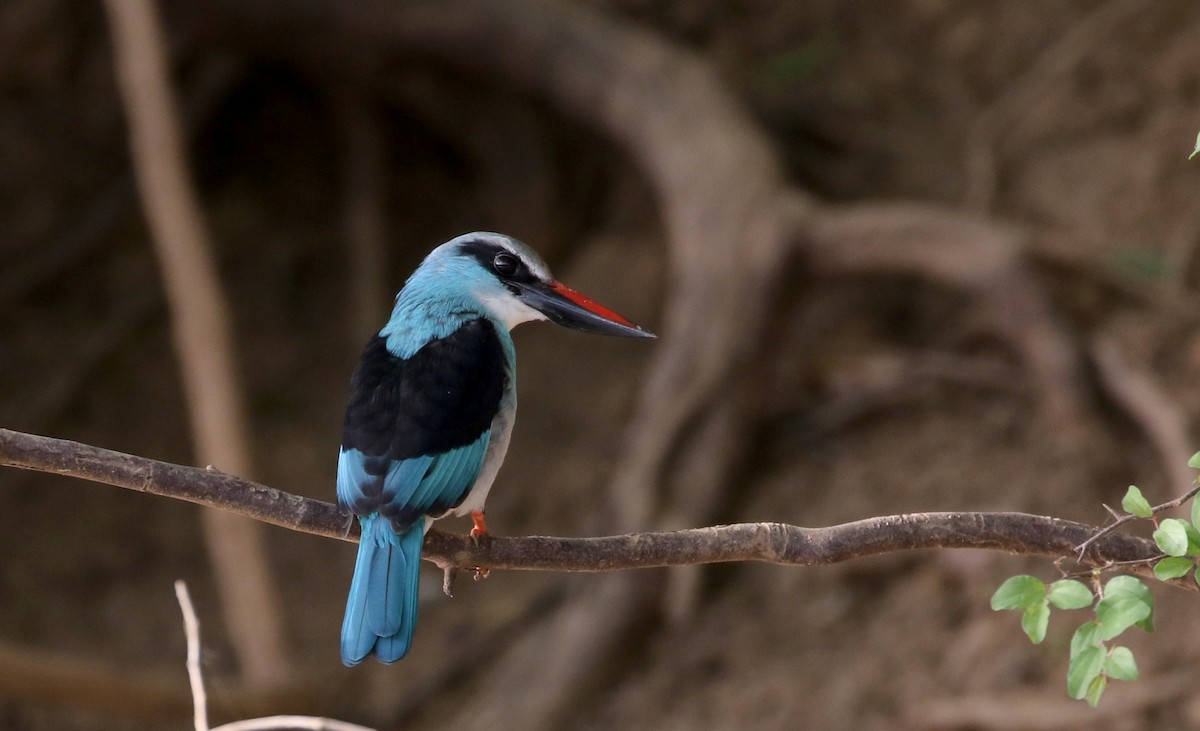 Blue-breasted Kingfisher - ML145157381