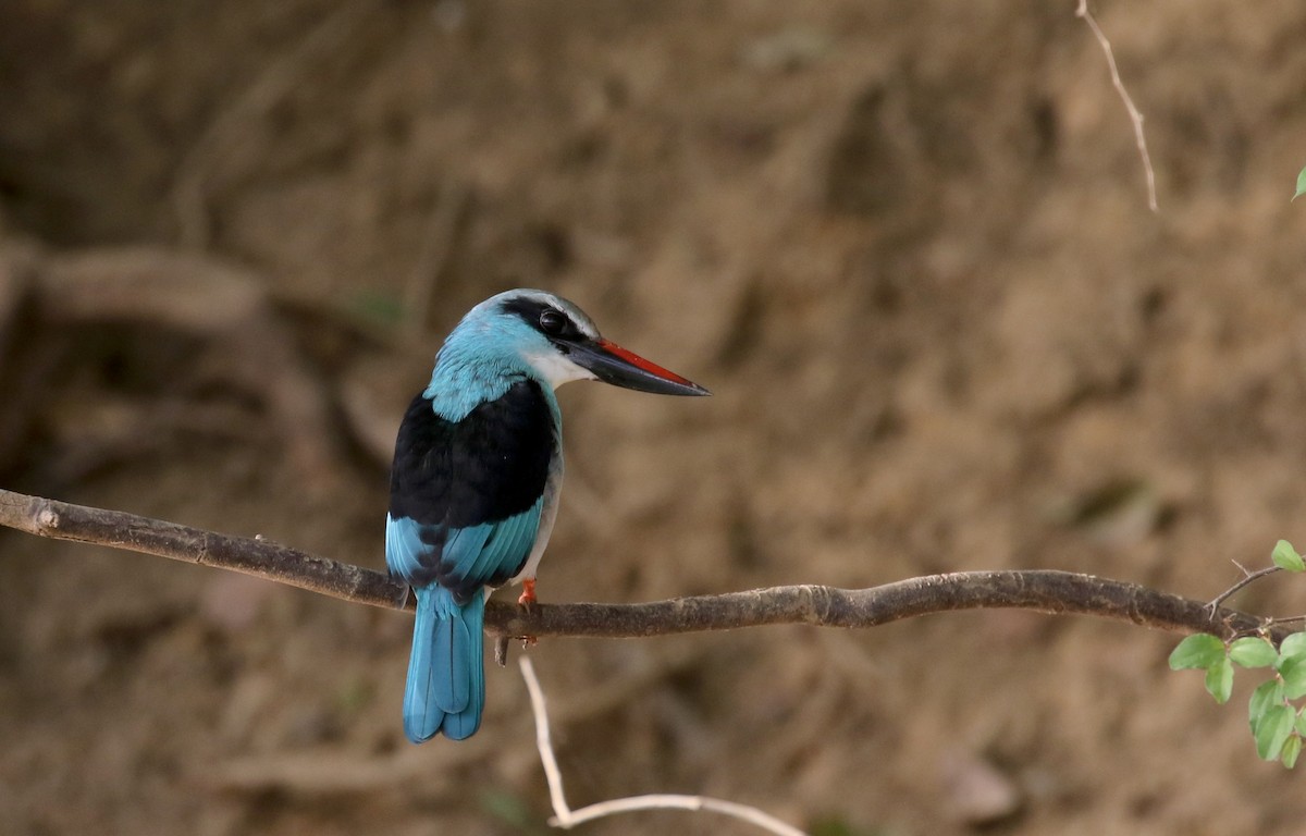 Blue-breasted Kingfisher - ML145157391