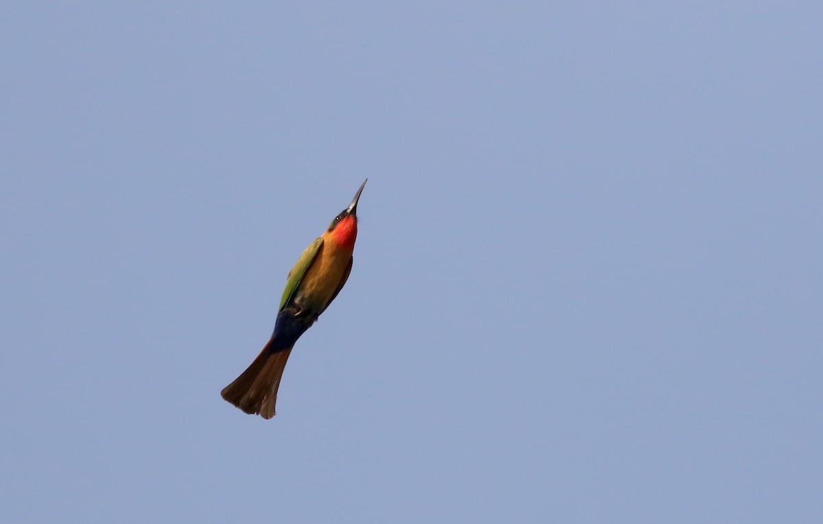 Red-throated Bee-eater - ML145157531