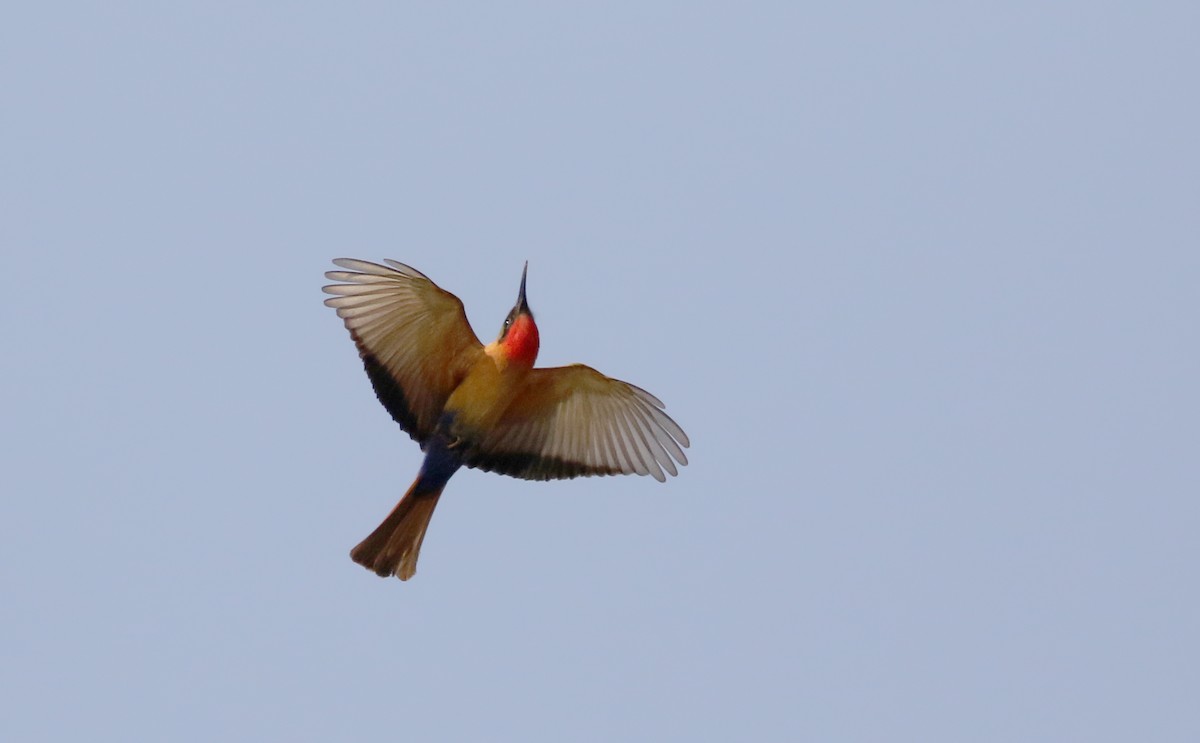 Red-throated Bee-eater - ML145157541
