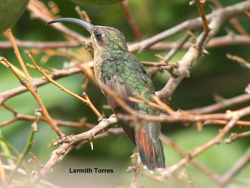 Rufous-breasted Hermit - ML145158481