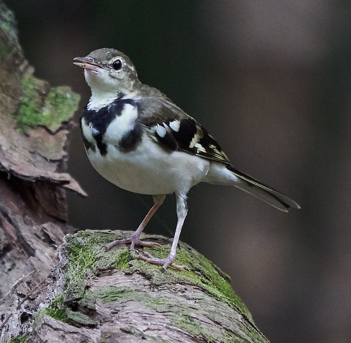 Forest Wagtail - ML145158561