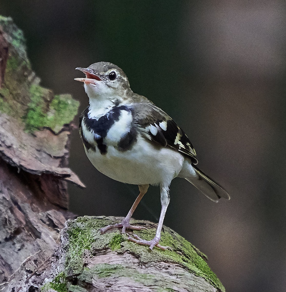 Forest Wagtail - ML145158571