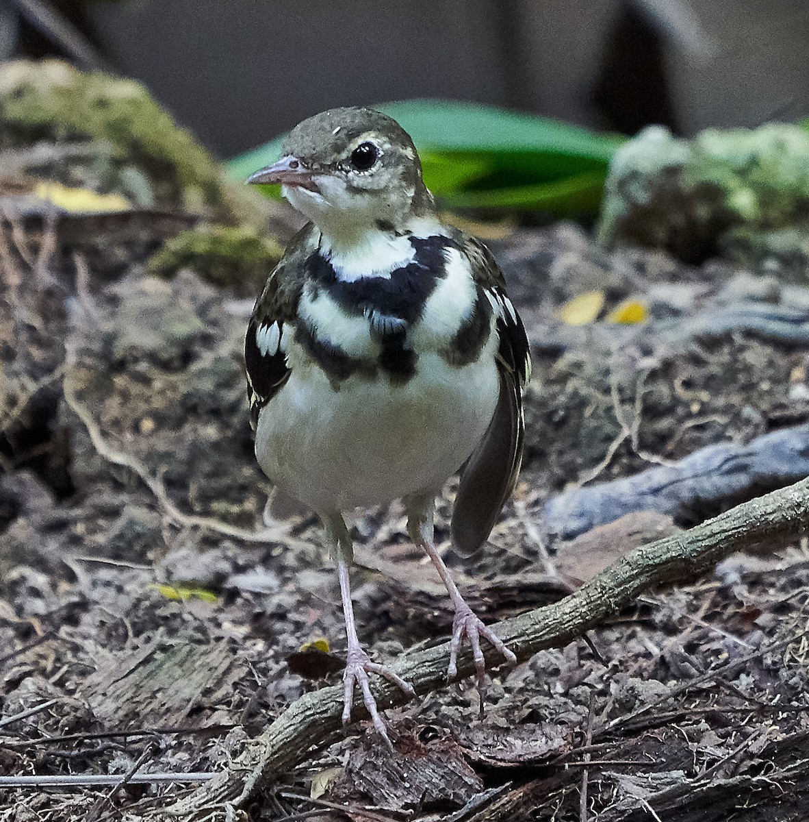 Forest Wagtail - ML145158581