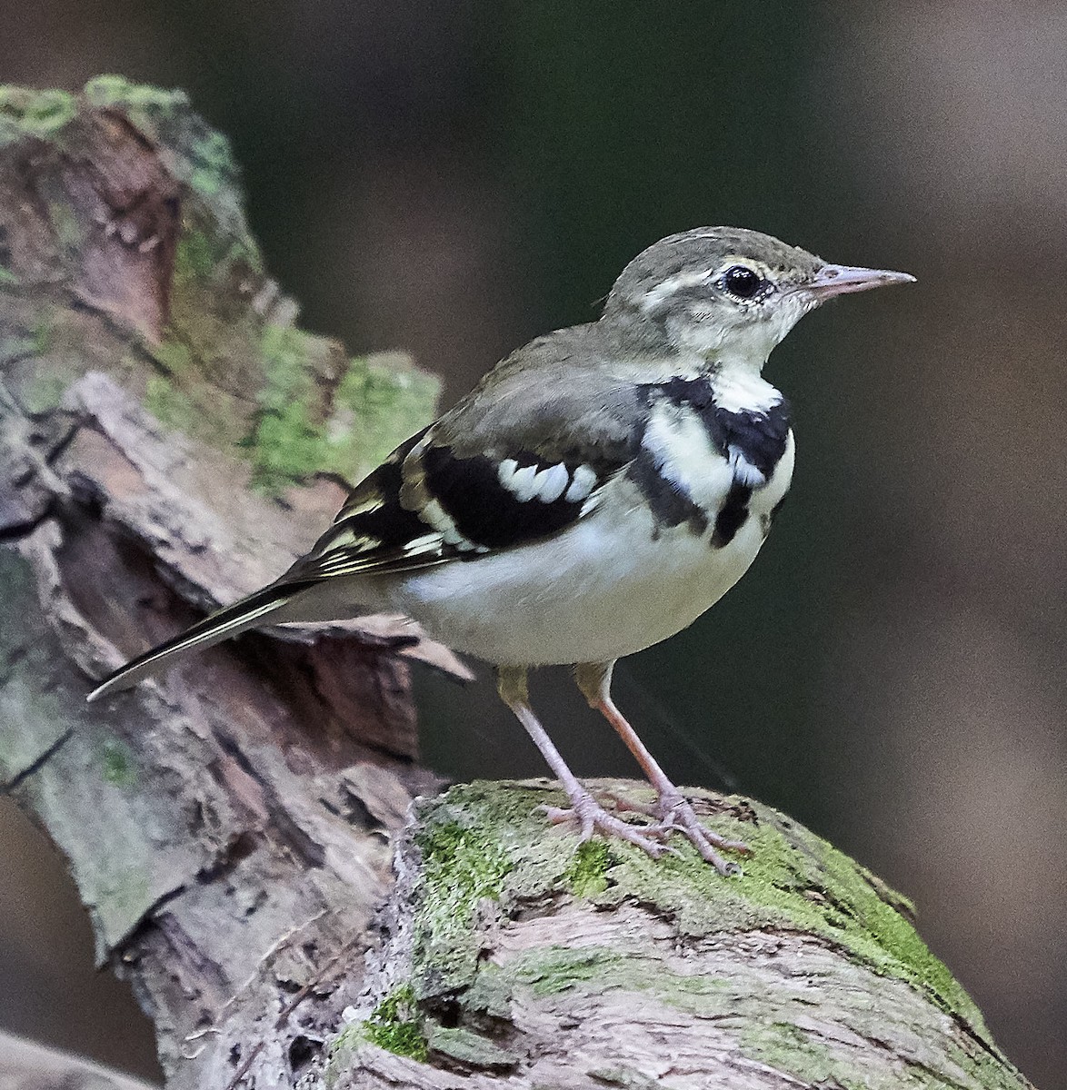 Forest Wagtail - ML145158591