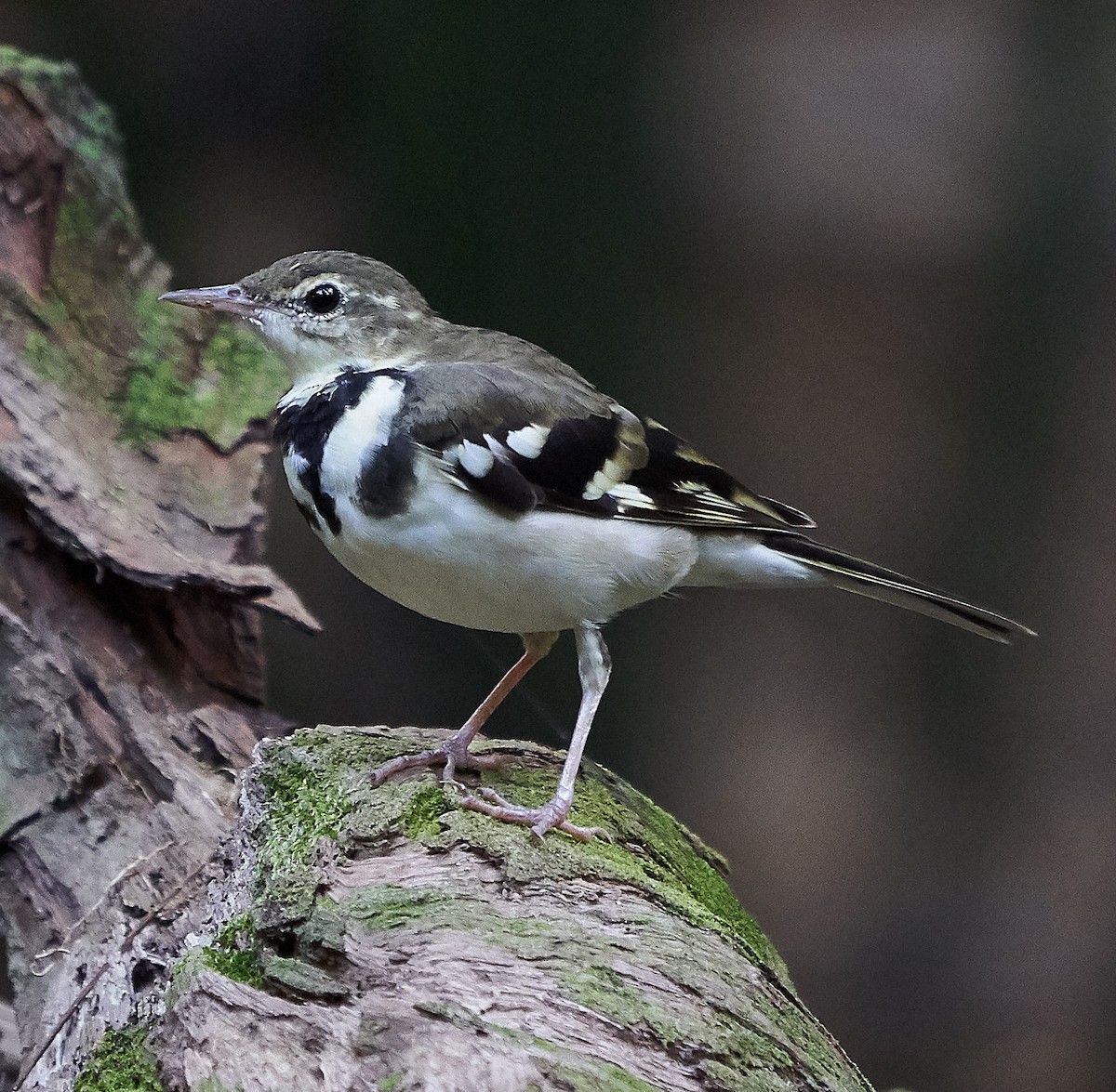 Forest Wagtail - ML145158601