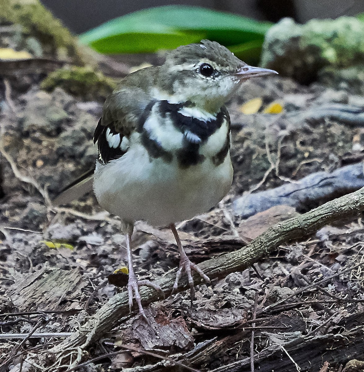 Forest Wagtail - ML145158611