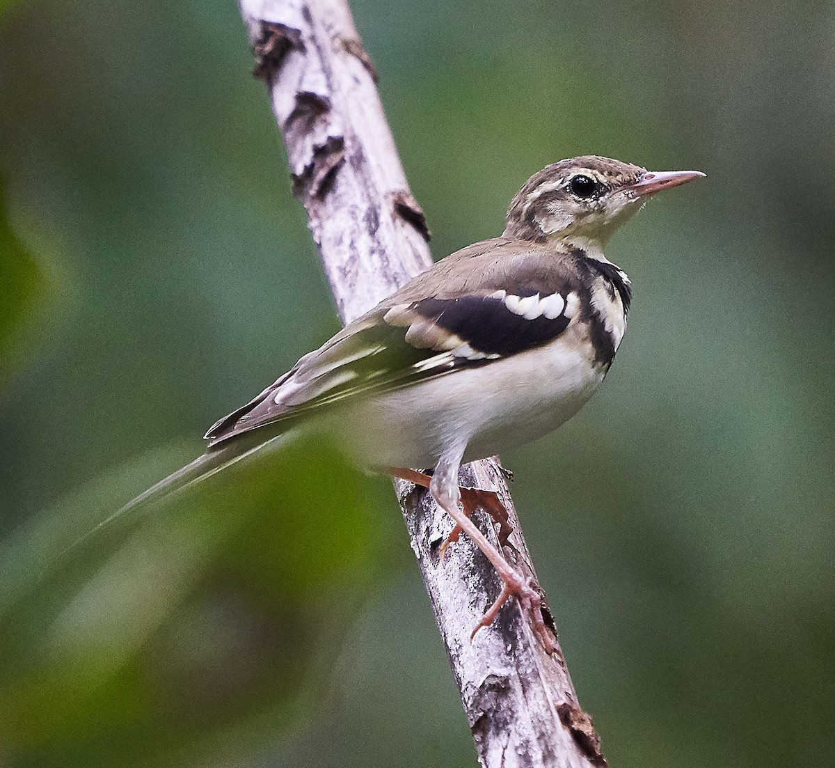 Forest Wagtail - ML145158621