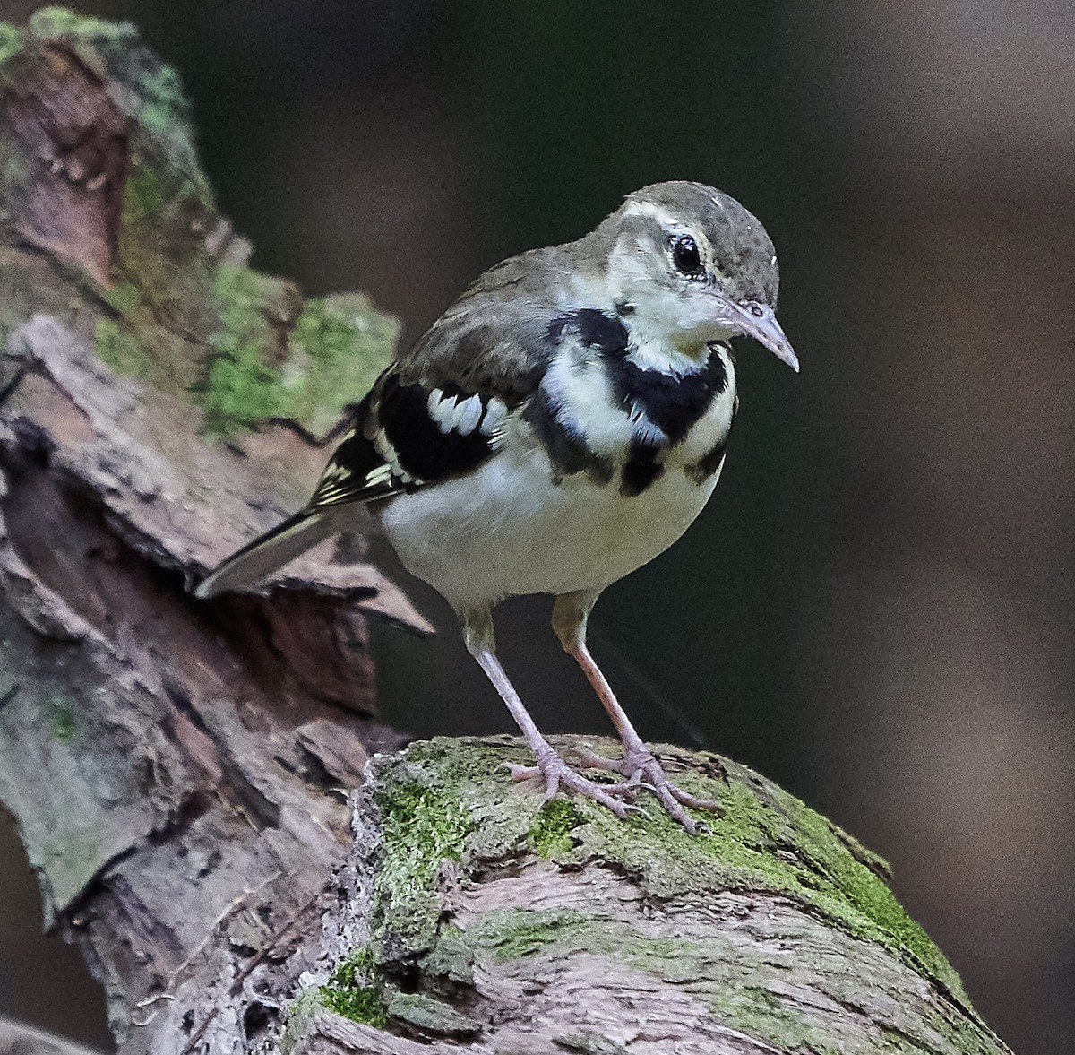 Forest Wagtail - ML145158631