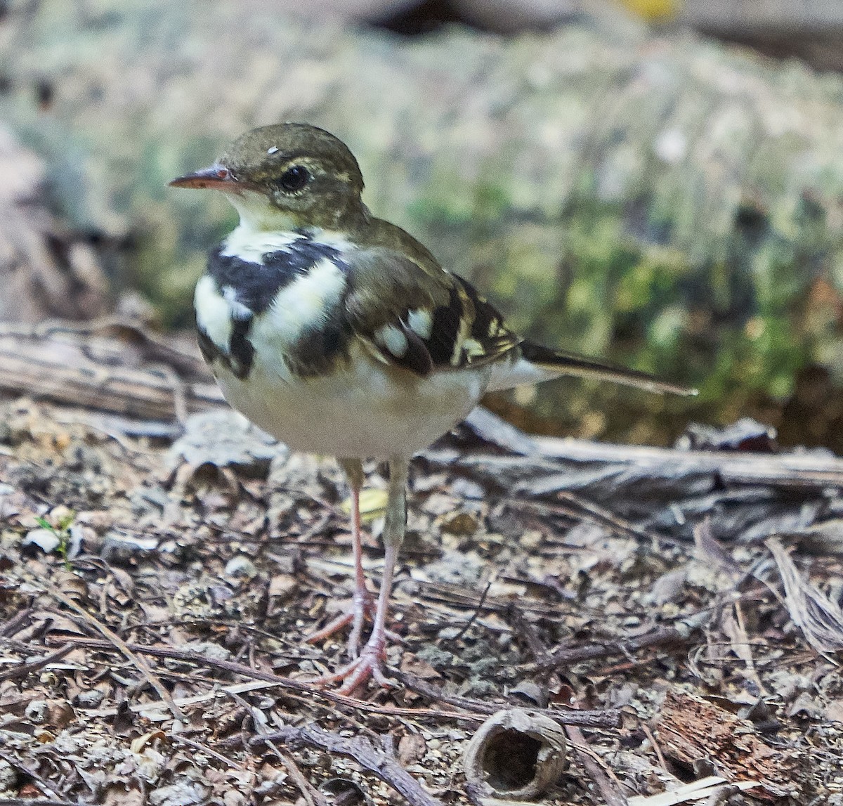 Forest Wagtail - ML145158651