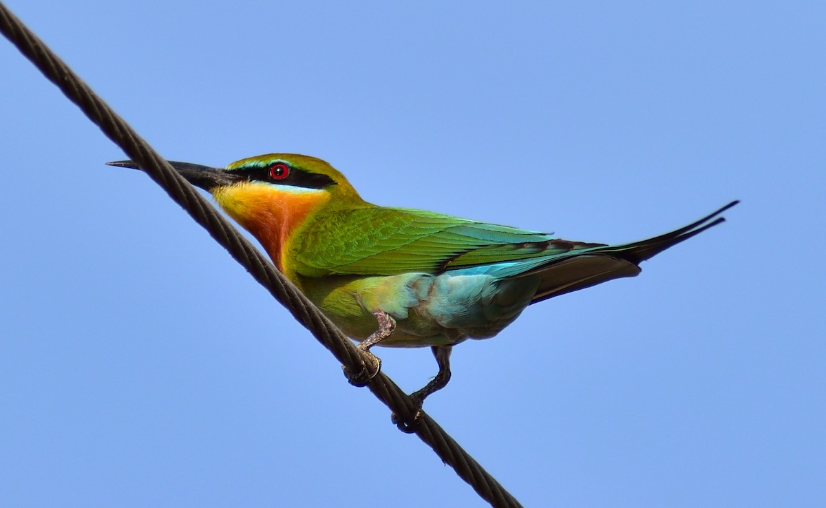 Blue-tailed Bee-eater - ML145161431