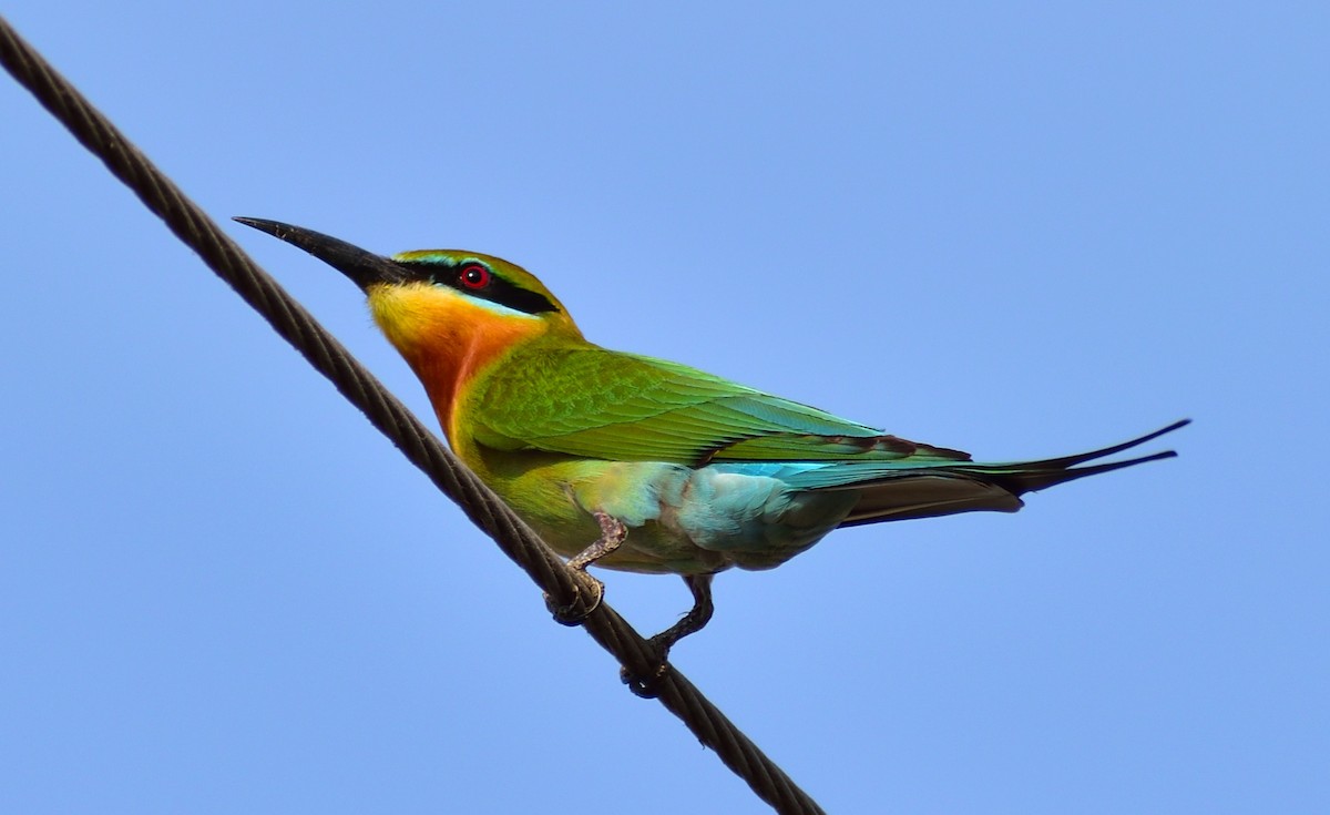 Blue-tailed Bee-eater - ML145161441