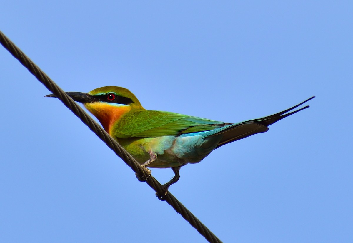 Blue-tailed Bee-eater - ML145161451