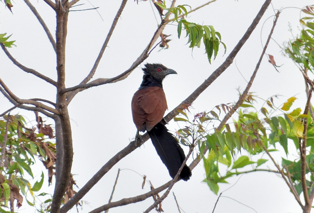 Greater Coucal - ML145161491