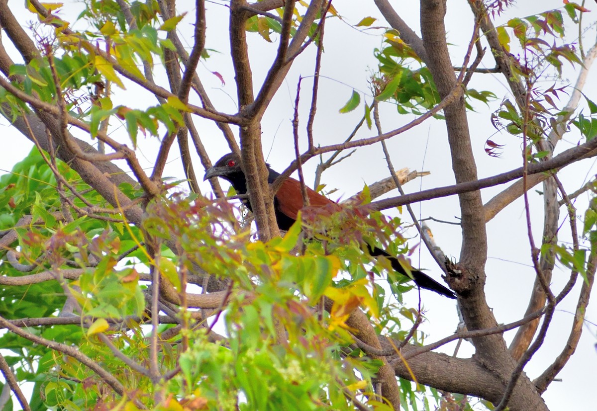 Greater Coucal - ML145161501