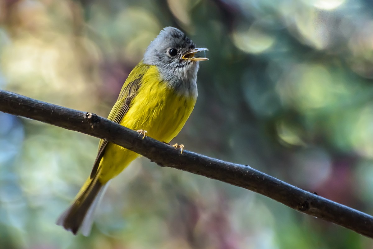 Gray-headed Canary-Flycatcher - Nitin Chandra