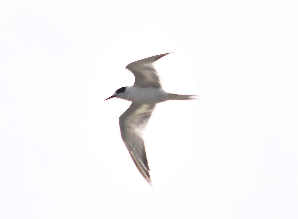 Common Tern - Janardhan Uppada