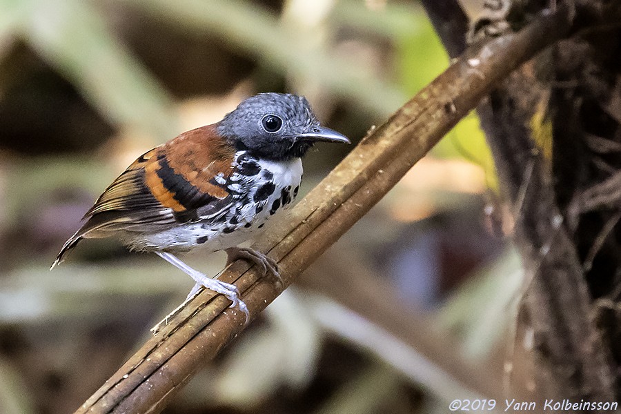 Spotted Antbird - ML145164551