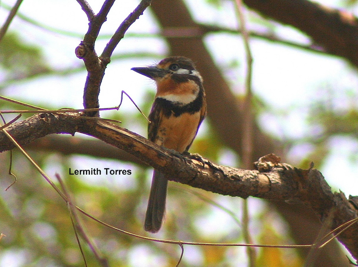Russet-throated Puffbird - Lermith Torres