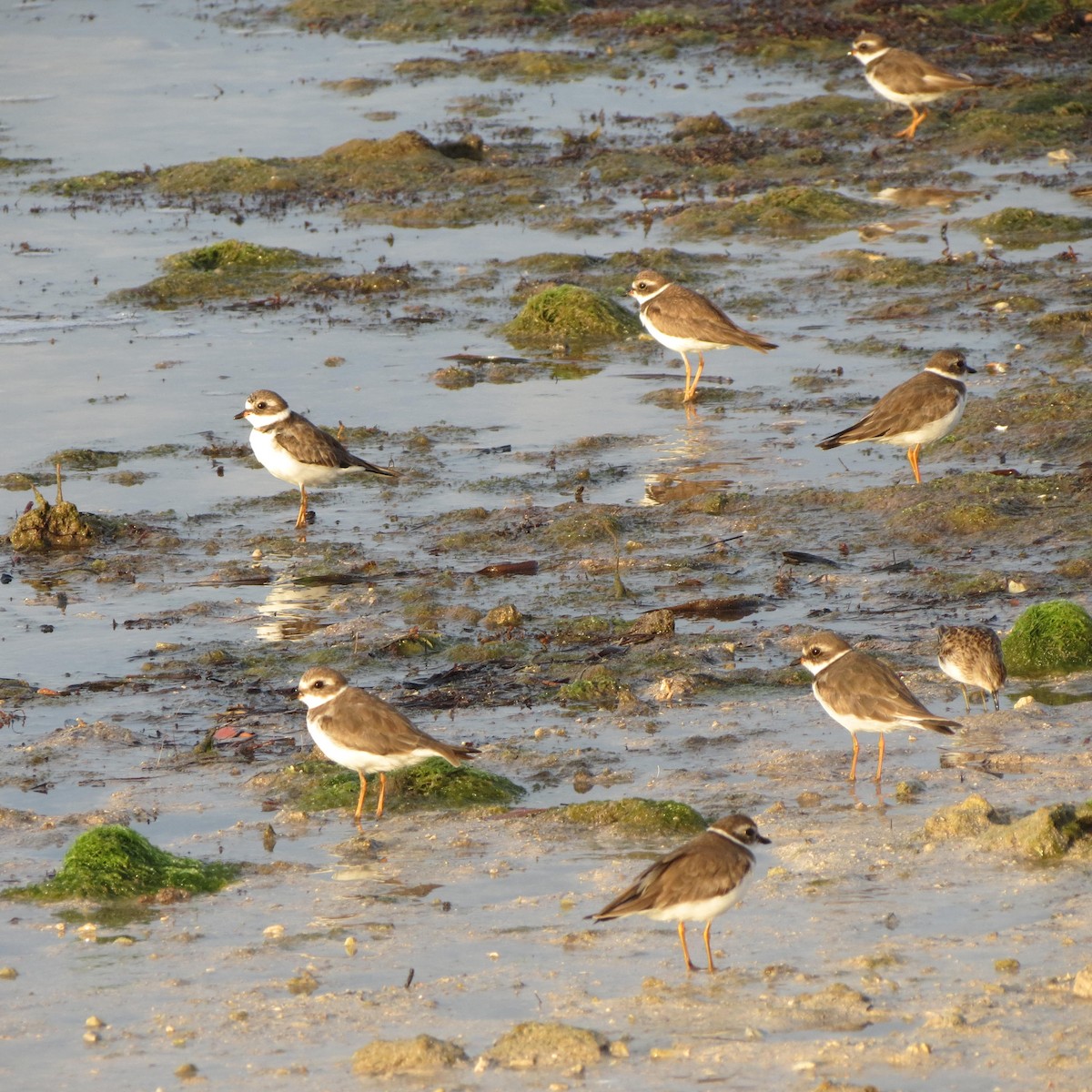 Semipalmated Plover - ML145165981