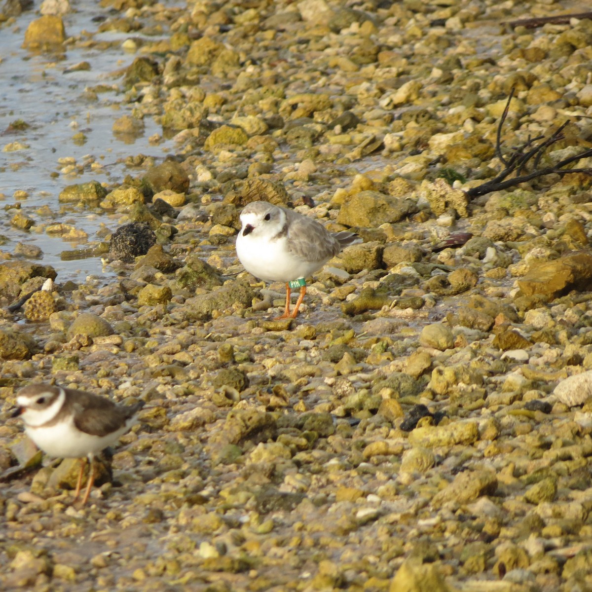 Piping Plover - ML145166011