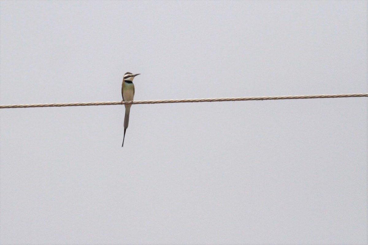 White-throated Bee-eater - Frédéric Bacuez