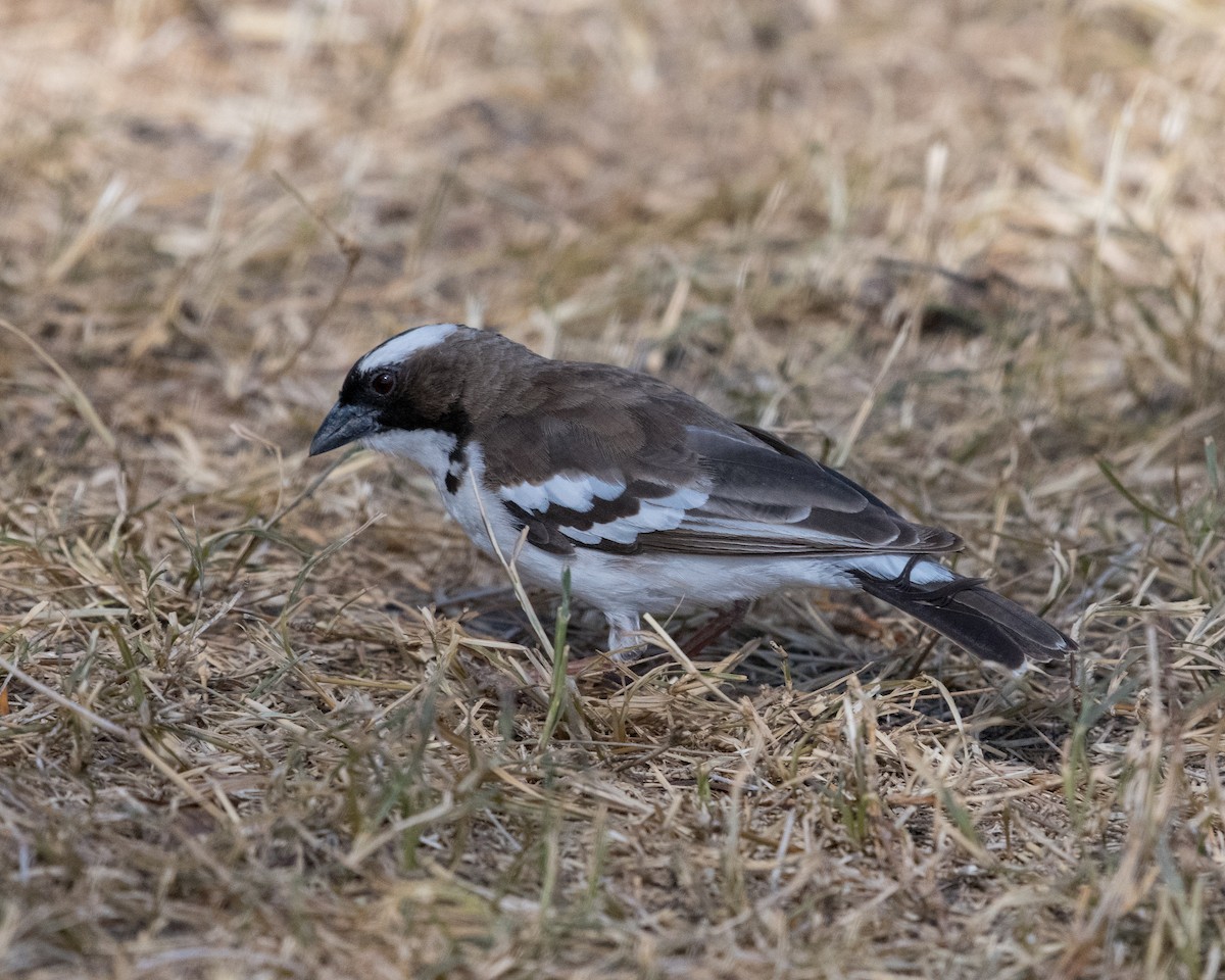White-browed Sparrow-Weaver - ML145168741