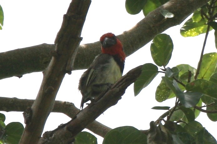 Black-collared Barbet - Cole Wolf