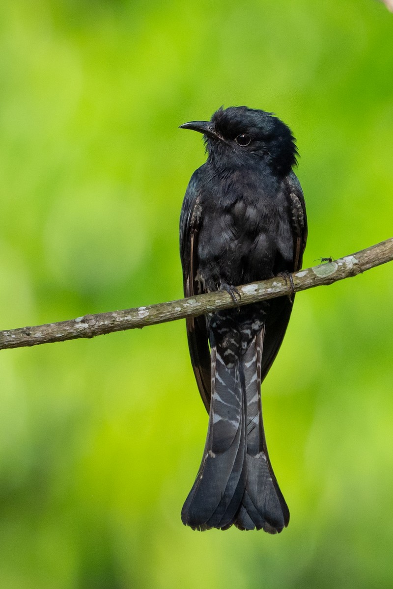 Square-tailed Drongo-Cuckoo - Phil Chaon