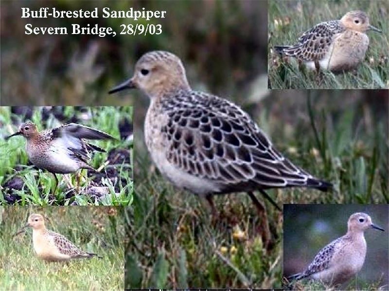Buff-breasted Sandpiper - Peter Turner