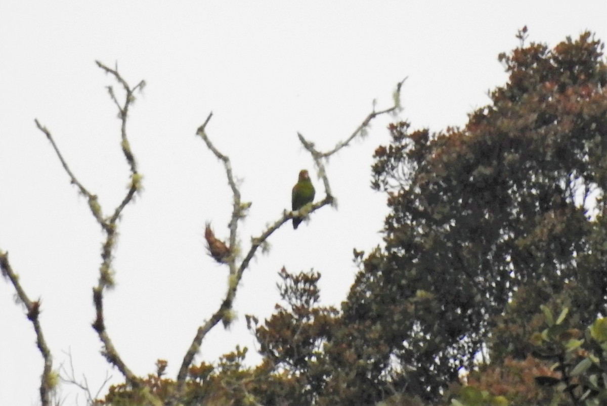 Red-faced Parrot - ML145170611